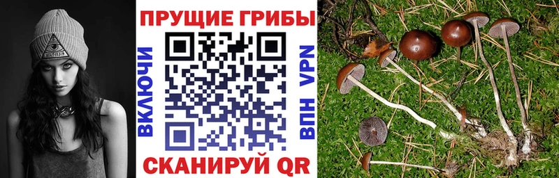 где купить Цимлянск Псилоцибиновые грибы Cubensis